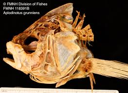 Image result for Aplodinotus grunniens