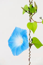 Image result for Ipomoea Heavenly Blue