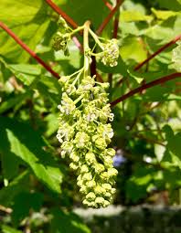 Attēlu rezultāti vaicājumam “Acer pseudoplatanus fo. purpurascens flower”