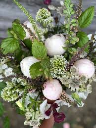 Image result for Linaria purpurea