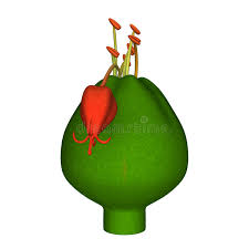 Attēlu rezultāti vaicājumam “Euphorbia palustris fruit”