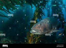 Image result for Stereolepis gigas