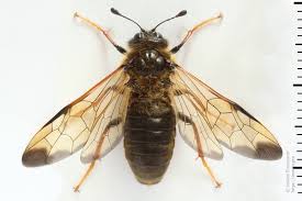 Attēlu rezultāti vaicājumam “Trichiosoma”