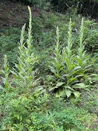 Attēlu rezultāti vaicājumam “Verbascum thapsus fruit”