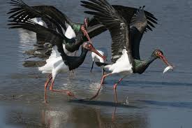 Attēlu rezultāti vaicājumam “Ciconia nigra adult”
