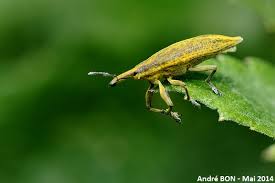 Attēlu rezultāti vaicājumam “Lixus iridis”