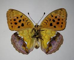 Attēlu rezultāti vaicājumam “Argynnis laodice”