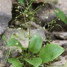 Attēlu rezultāti vaicājumam “Alisma plantago-aquatica leaf”
