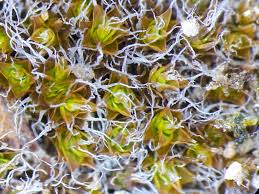 Attēlu rezultāti vaicājumam “Heterotrichia oerstedii (syn. Arcyria oerstedii) stalked”