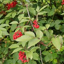 Attēlu rezultāti vaicājumam “Sambucus racemosa fruit”