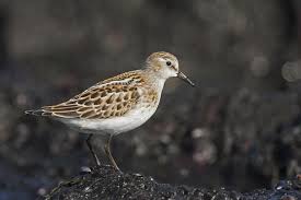 Attēlu rezultāti vaicājumam “Calidris minuta”