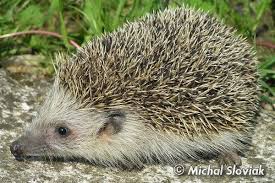Attēlu rezultāti vaicājumam “Erinaceus roumanicus”