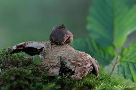 Attēlu rezultāti vaicājumam “Geastrum quadrifidum”