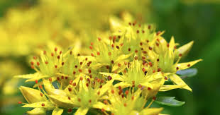 Attēlu rezultāti vaicājumam “Sedum aizoon”