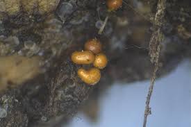 Attēlu rezultāti vaicājumam “Trichia scabra spores”