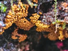 Attēlu rezultāti vaicājumam “Symphytocarpus flaccidus young”