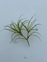 Attēlu rezultāti vaicājumam “Najas minor”