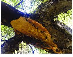 Attēlu rezultāti vaicājumam “Sarcodontia crocea”