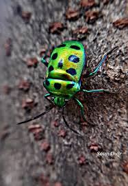 Attēlu rezultāti vaicājumam “Drepanepteryx phalaenoides”