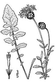 Attēlu rezultāti vaicājumam “Centaurea scabiosa leaf”