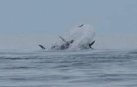 Image result for Ilfracombe Orcas Octopush Club