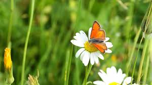 Attēlu rezultāti vaicājumam “Lycaeniinae”