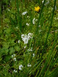 Attēlu rezultāti vaicājumam “Galium elongatum flower”
