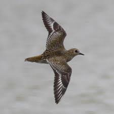 Attēlu rezultāti vaicājumam “Pluvialis apricaria”