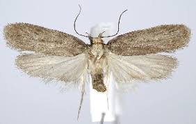 Attēlu rezultāti vaicājumam “Depressaria depressana”