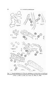 Attēlu rezultāti vaicājumam “Enerthenema papillatum young”