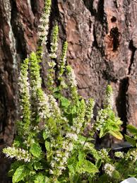 Attēlu rezultāti vaicājumam “Mentha spicata leaf”
