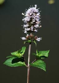 Image result for Mentha piperita
