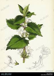 Attēlu rezultāti vaicājumam “Lamium album flower”