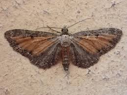 Attēlu rezultāti vaicājumam “Eupithecia icterata”