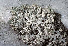 Attēlu rezultāti vaicājumam “Physcia adscendens”