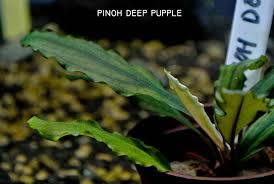 Risultati immagini per bucephalandra pinoh red stem