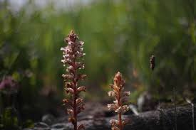 Attēlu rezultāti vaicājumam “Orobanche coerulescens bud”