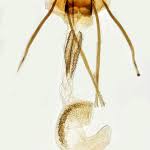 Attēlu rezultāti vaicājumam “Coleophora alticolella”