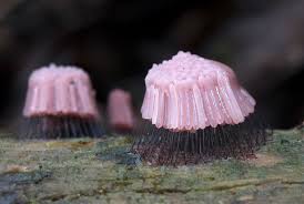 Attēlu rezultāti vaicājumam “Stemonitidaceae”