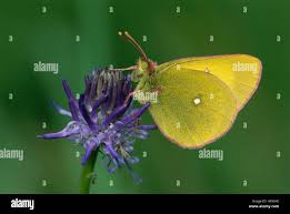 Attēlu rezultāti vaicājumam “Colias palaeno”