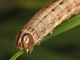 Attēlu rezultāti vaicājumam “Leucania comma”