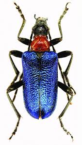 Attēlu rezultāti vaicājumam “Gaurotes virginea”