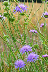 Attēlu rezultāti vaicājumam “Knautia arvensis flower”
