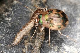 Attēlu rezultāti vaicājumam “Omophron limbatum”