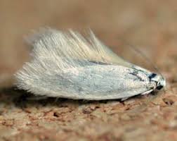 Attēlu rezultāti vaicājumam “Elachista argentella”