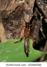 Attēlu rezultāti vaicājumam “Necydalis major”