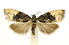 Attēlu rezultāti vaicājumam “Hedya nubiferana”