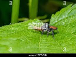 Attēlu rezultāti vaicājumam “Xanthogramma sp. male”