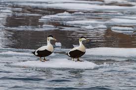 Attēlu rezultāti vaicājumam “Somateria mollissima male”
