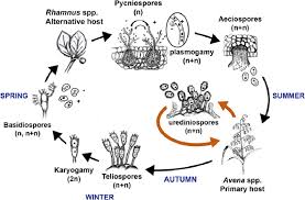 Attēlu rezultāti vaicājumam “Puccinia coronata”